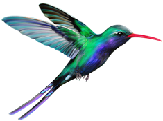 birds