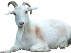 goat