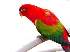 parrot