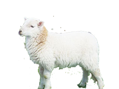 sheep