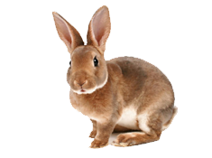 rabbit